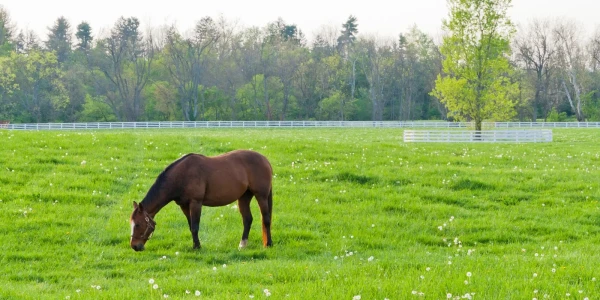 Canopy Cove Eating Disorder Treatment Center 13305 Mahan Drive